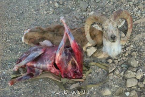 كشف لاشه قوچ وحشی در منطقه شیربند دامغان، متخلفان متواری هستند