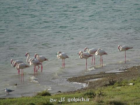 شمار فلامینگوهای دریاچه ارومیه به 45 هزار بال می رسد