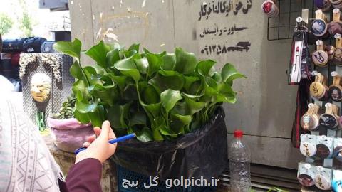 فروش یك گیاه سرطان زا در تهرانبعلاوه عكس
