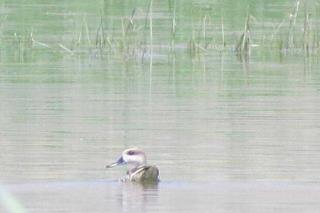 مشاهده اردك مرمری برای نخستین بار در تالاب گندمان
