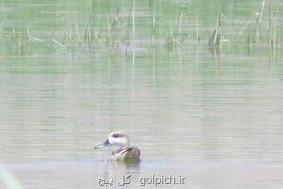 مشاهده اردك مرمری برای نخستین بار در تالاب گندمان