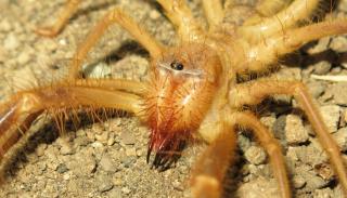 باورهای نادرست درباره رتیل ها، همه چیز درباره همسایگان تابستانی