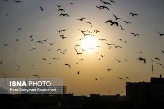 افزایش دما در همه استان های ایران در تیر ۹۸