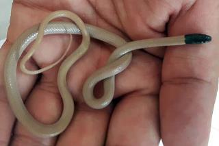 مار كوتوله پارسی برای نخستین بار در قم مشاهده شد