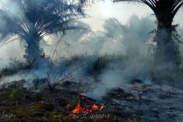 باندهای خلافكار عامل گسترش جنگل زدایی در آمازون