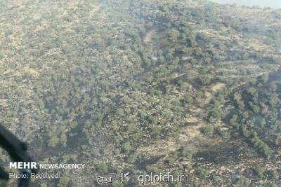 اجرای طرح پشتیبانی از جنگل های زاگرس، ۱۰۰ هزار هكتار نهال كاری می شود