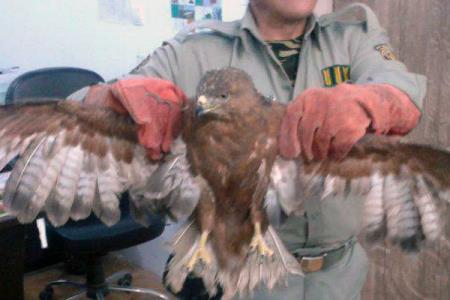 سارگپه مجروح به كلینیك پردیسان منتقل شد