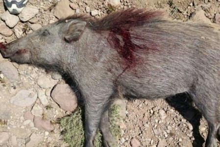 شكارچی گراز دستگیر شد