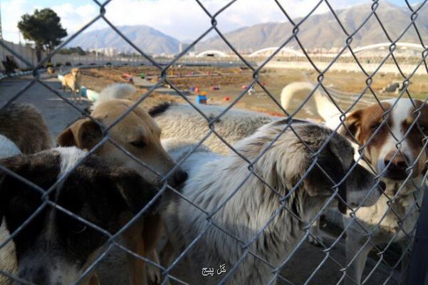 تحویل80 قلاده سگ بی صاحب به حامیان حیوانات در تهران