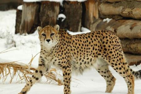 ایجاد پایگاه تكثیر آهو برای طعمه یوزپلنگ