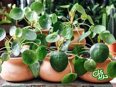 چند ترفند ساده برای زیباسازی منزل شما با گیاهان آپارتمانی