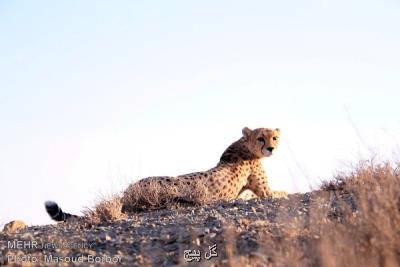 سوالات بی جواب تكثیر یوزپلنگ دراسارت
