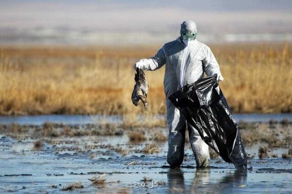 جمع آوری حدود 2000 لاشه پرنده مهاجر در مازندران