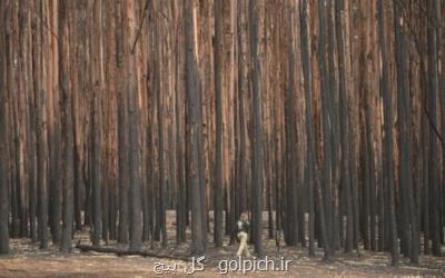 احتمال تجدید آتش سوزی های جنگلی با افزایش دما در استرالیا