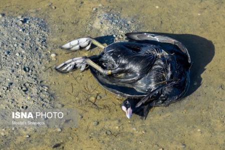 مردم از جابه جایی لاشه پرندگان مهاجر اجتناب كنند
