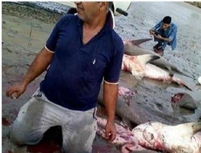 متخلف كشتار كوسه سرچكشی شناسایی شد