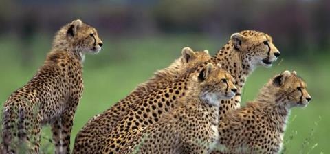 سناریوی انقراض یوزپلنگ ماده منتفی است بعلاوه فیلم