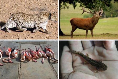 جفا به تنوع زیستی گلستان