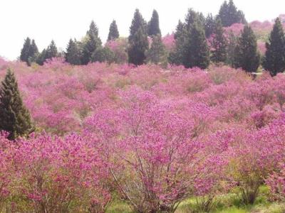 درباره پارك های ملی استان تهران چه می دانیم؟