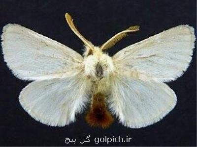 تأمین اعتبارات جهت مبارزه با آفت پروانه دم قهوه ای در جنگل های ارسباران