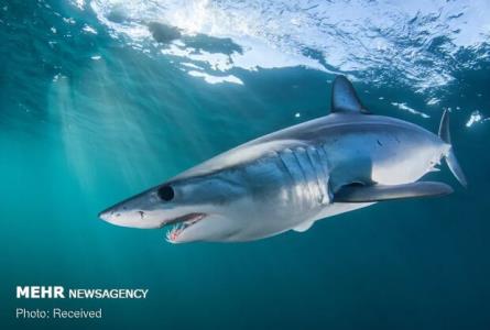 صید سالانه ۱۰ هزار تن كوسه در آب های ایران