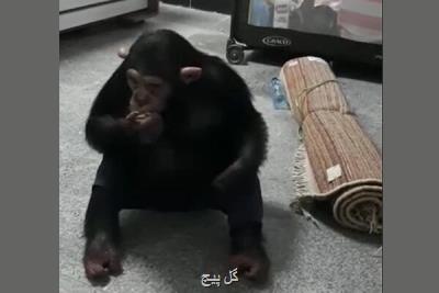 بازگشت شامپانزه معروف به مجموعه ارم