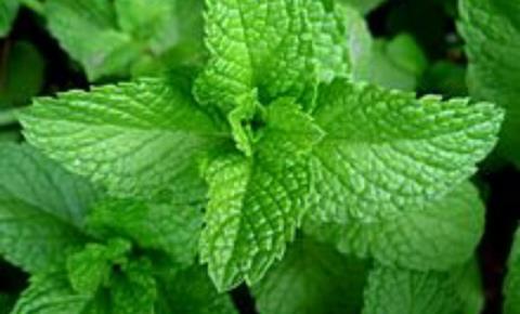 اثرات آبیاری گیاه نعنا با فاضلاب حاوی فلزات سنگین بر سلامت