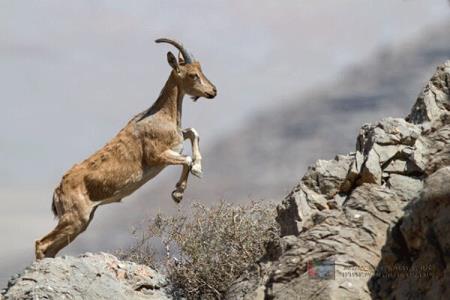 دفاع از شكار با مقایسه ای جعلی