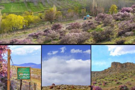 جنگل های ارژن قربانی واگذاری