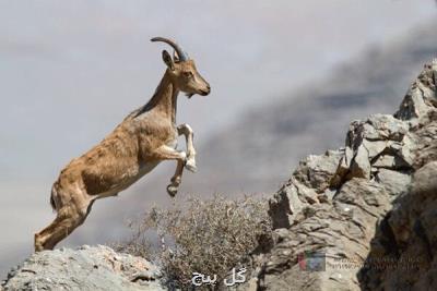 دفاع از شكار با مقایسه ای جعلی