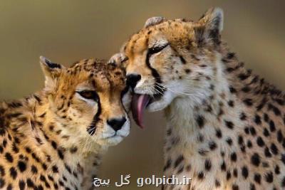 یوزهای ایرانی در خطر انقراض تصادفی