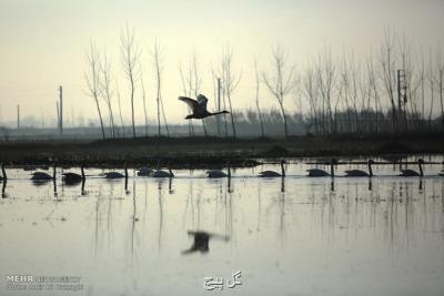 مقصد نهایی پرندگان مهاجر از بشقاب فسنجان خوتكا تا باغ پرندگان