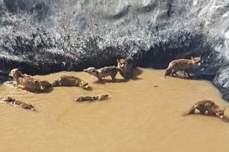 نجات ۱۱ قلاده روباه گرفتار در منبع ذخیره آب كشاورزی