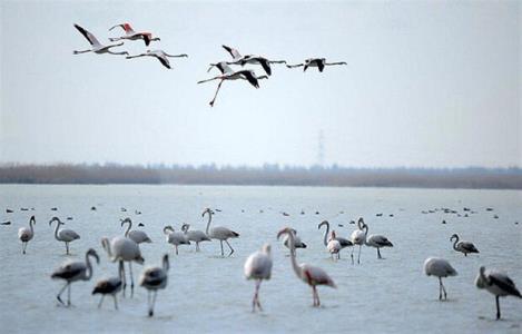 فراخوان جشنواره آثار خبری در حوزه تالاب