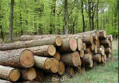 اختصاص۳۰هزار هكتار زمین به زراعت چوب