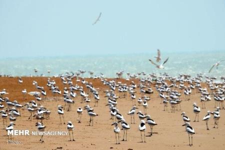 ۴ شكارچی غیرمجاز در تالاب شادگان به دادگاه عرضه شدند