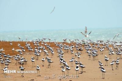 ۴ شكارچی غیرمجاز در تالاب شادگان به دادگاه عرضه شدند