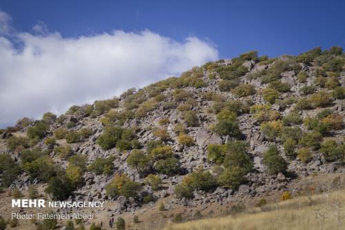 كمیته صیانت از جنگل های زاگرس بوجود آمد