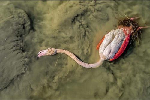 هزاران پرنده مهاجر در خواب غفلت مسؤلان می میرند