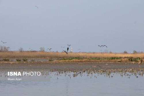 متولیان مانع انتقال سند مالكیت تالاب انزلی به وزارت نیرو شوند