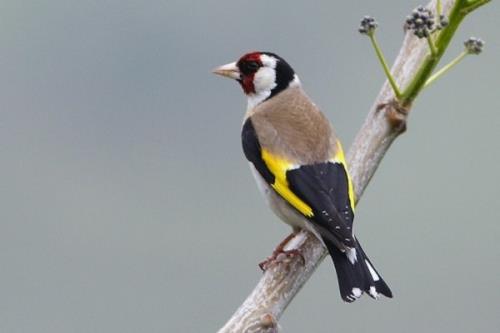 زنده گیری سهره برای فروش در بازار پرندگان