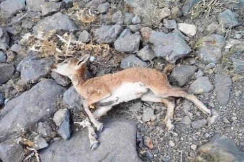 ۶۰۰ راس كل و بز در پارك ملی كلاه قاضی تلف شد