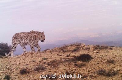 برنامه آموزشی پایش نظام مند زیستگاه های پلنگ ایرانی